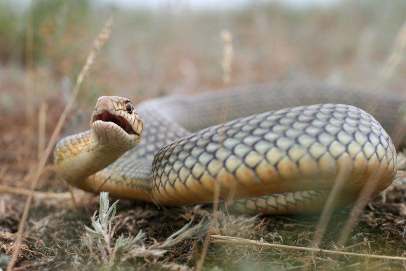 How to take pictures of snakes