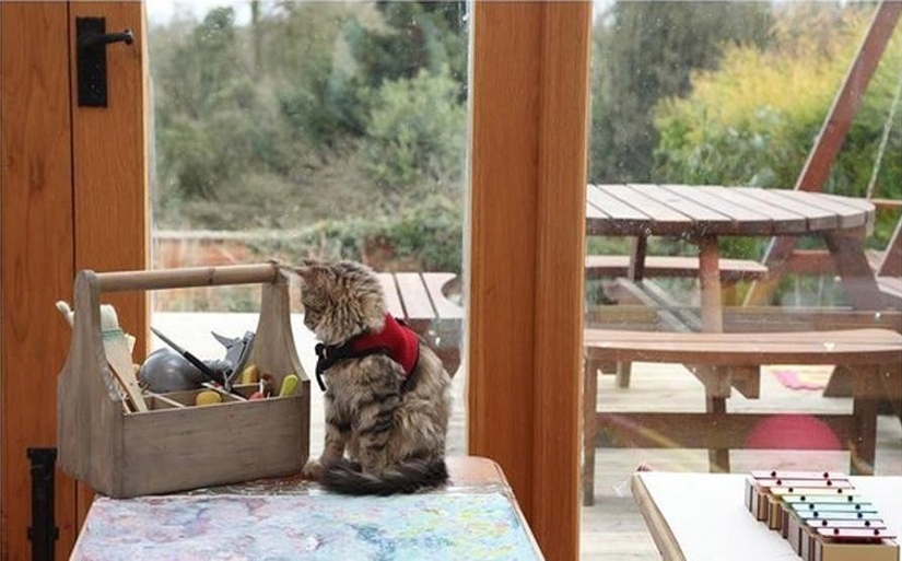 How Tula the cat helps a girl with autism