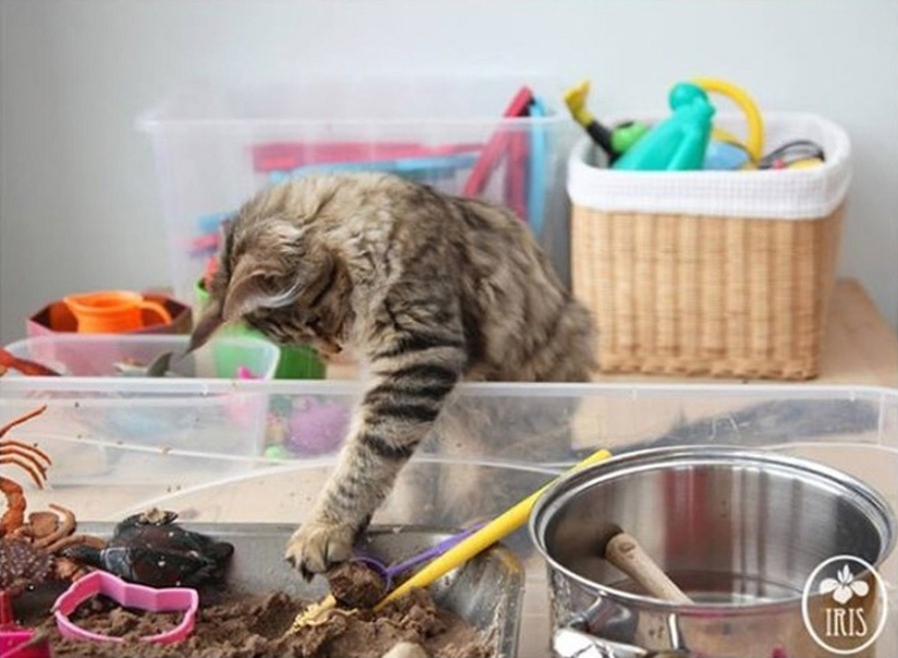 How Tula the cat helps a girl with autism
