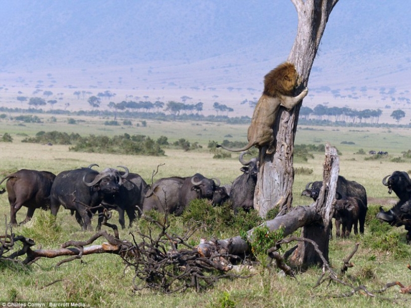 Humiliated King of Beasts Humiliated King of Beasts