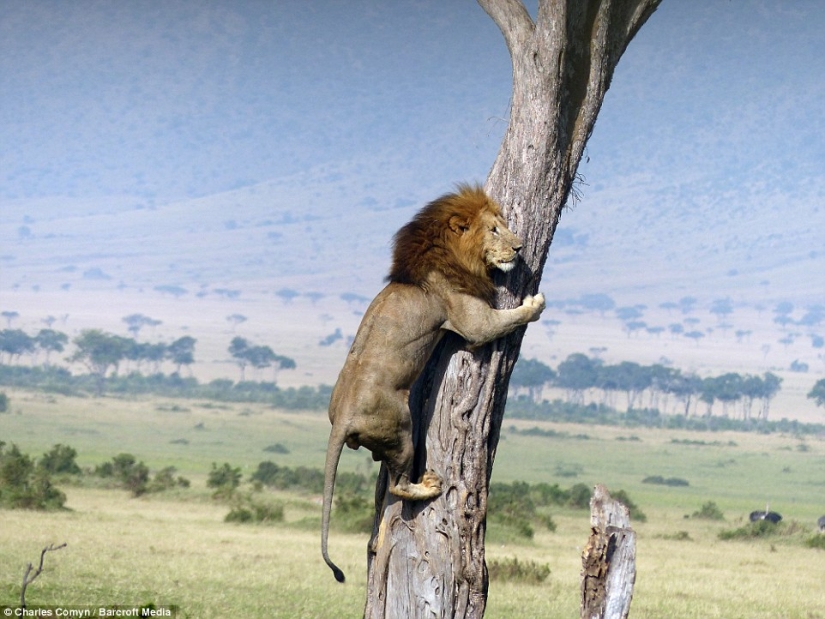 Humiliated King of Beasts Humiliated King of Beasts