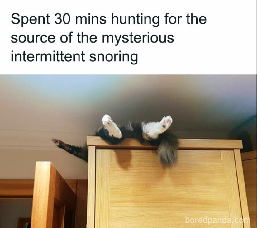 'Humor amable': 15 memes divertidos y tiernos que no ofenden a nadie