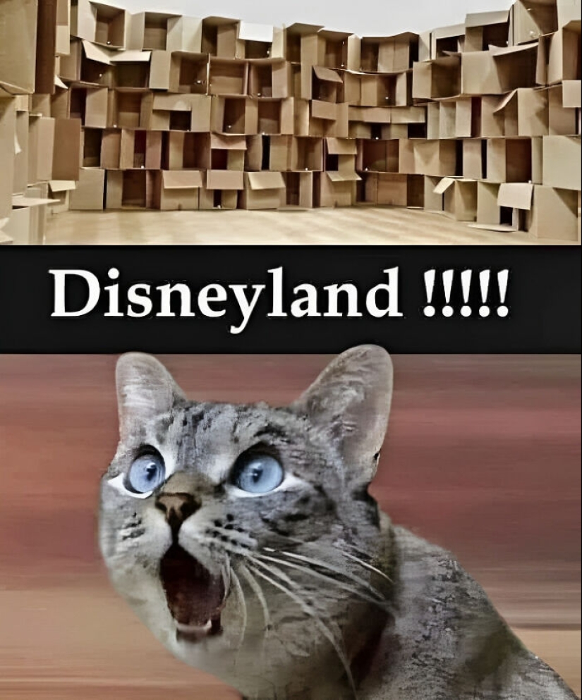 'Humor amable': 15 memes divertidos y tiernos que no ofenden a nadie