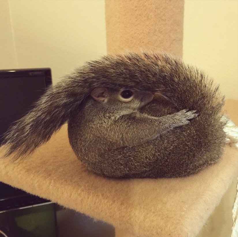 Hurricane-rescued squirrel becomes the cutest member of the family