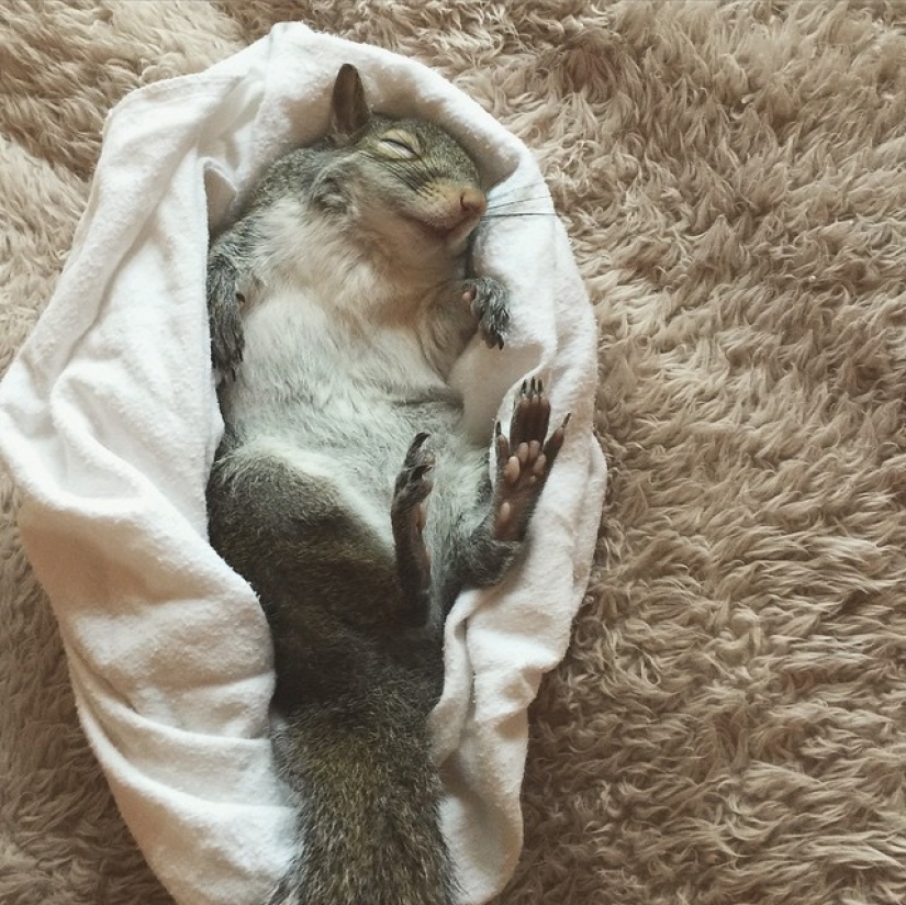 Hurricane-rescued squirrel becomes the cutest member of the family