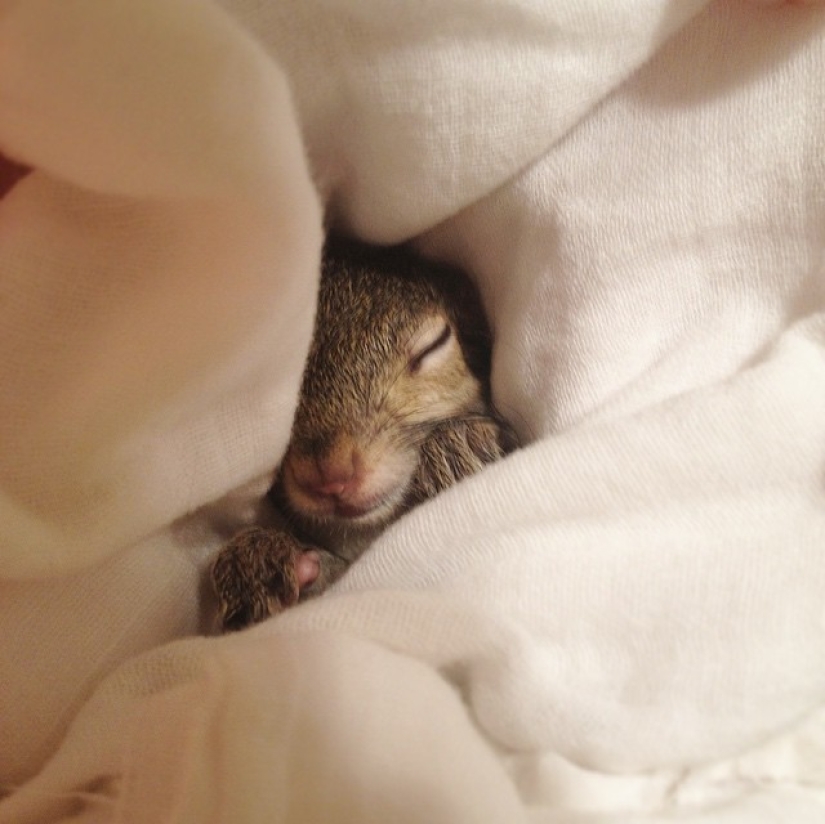 Hurricane-rescued squirrel becomes the cutest member of the family