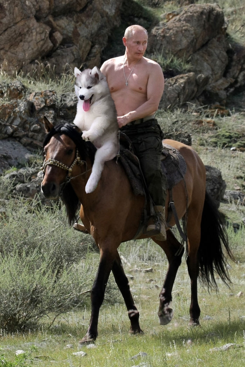 Husky atrapado en un cocotero se ha convertido en un popular héroe de Internet