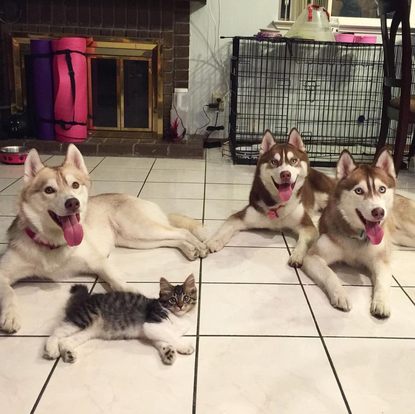 Husky Lilo became a mother to kitty Rosie
