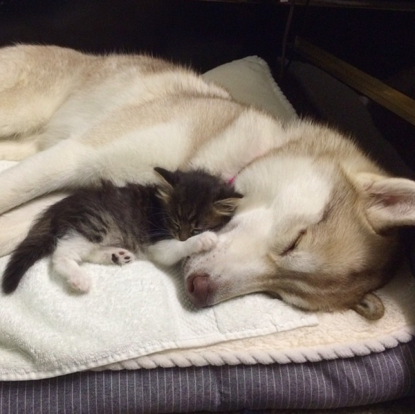 Husky Lilo se convirtió en madre de la gatita Rosie