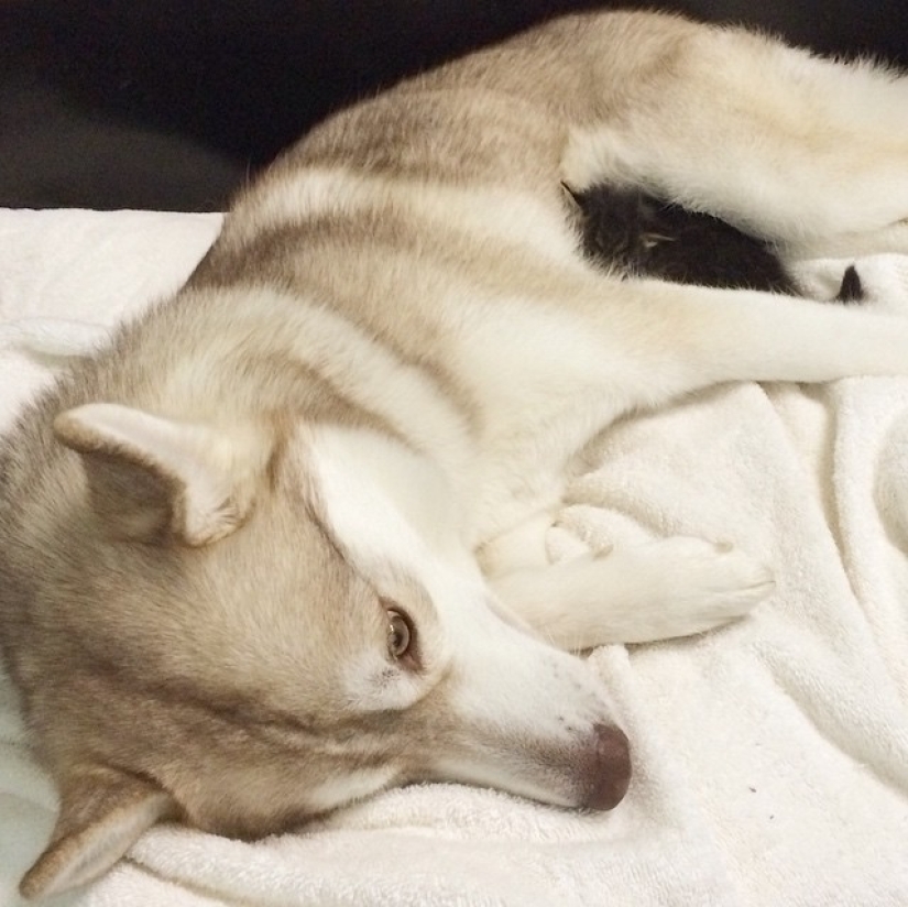 Husky Lilo se convirtió en madre de la gatita Rosie