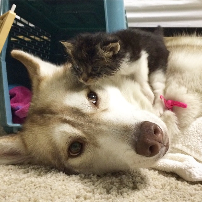 Husky Lilo se convirtió en madre de la gatita Rosie