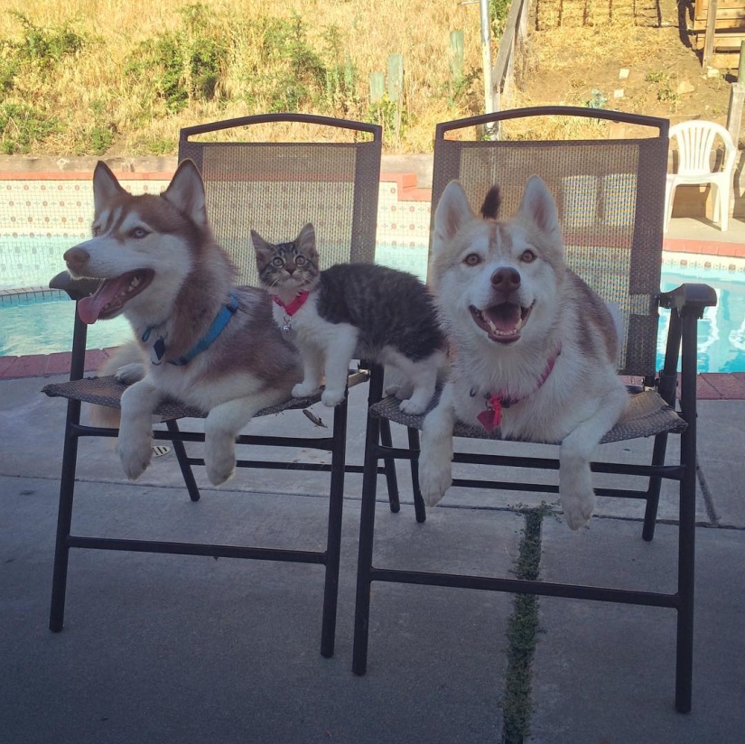 Husky Lilo se convirtió en madre de la gatita Rosie