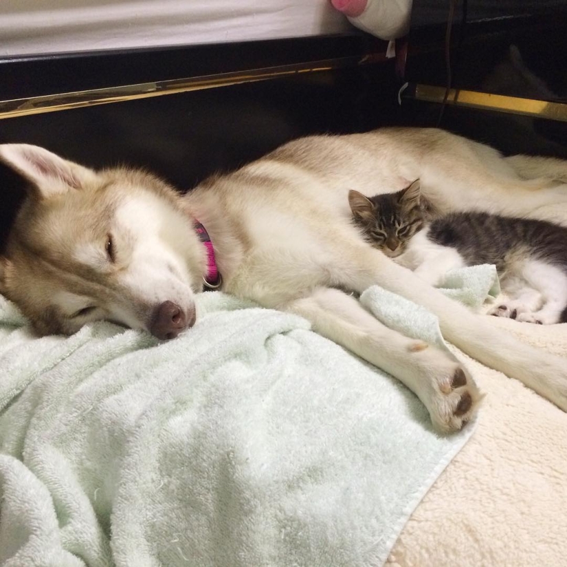 Husky Lilo se convirtió en madre de la gatita Rosie