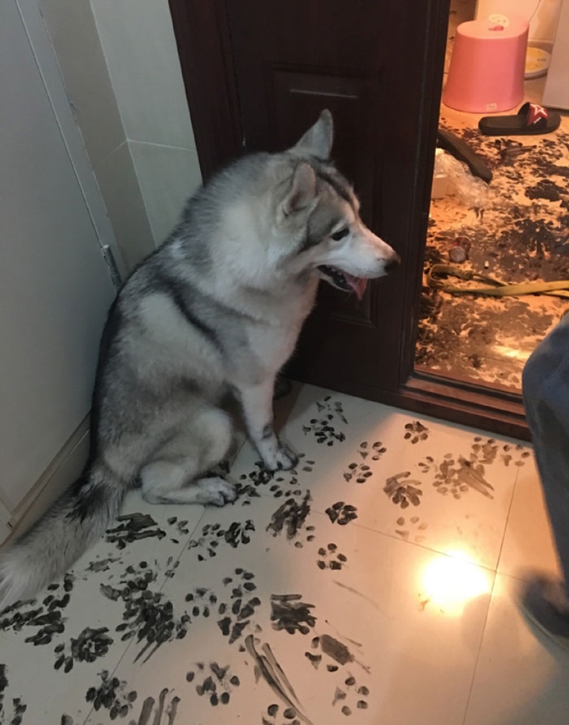 Husky se quedó solo durante tres horas, y eso es lo que le hizo a la casa