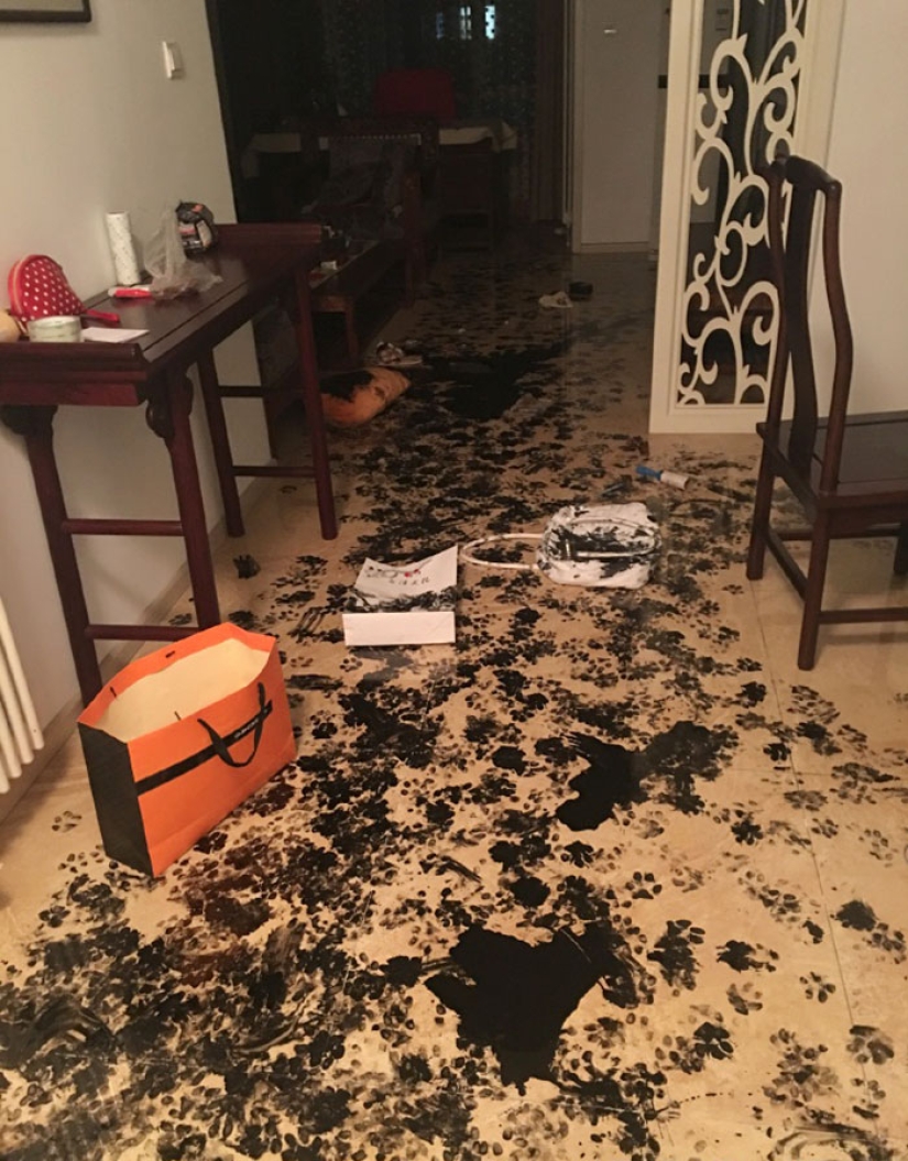 Husky se quedó solo durante tres horas, y eso es lo que le hizo a la casa