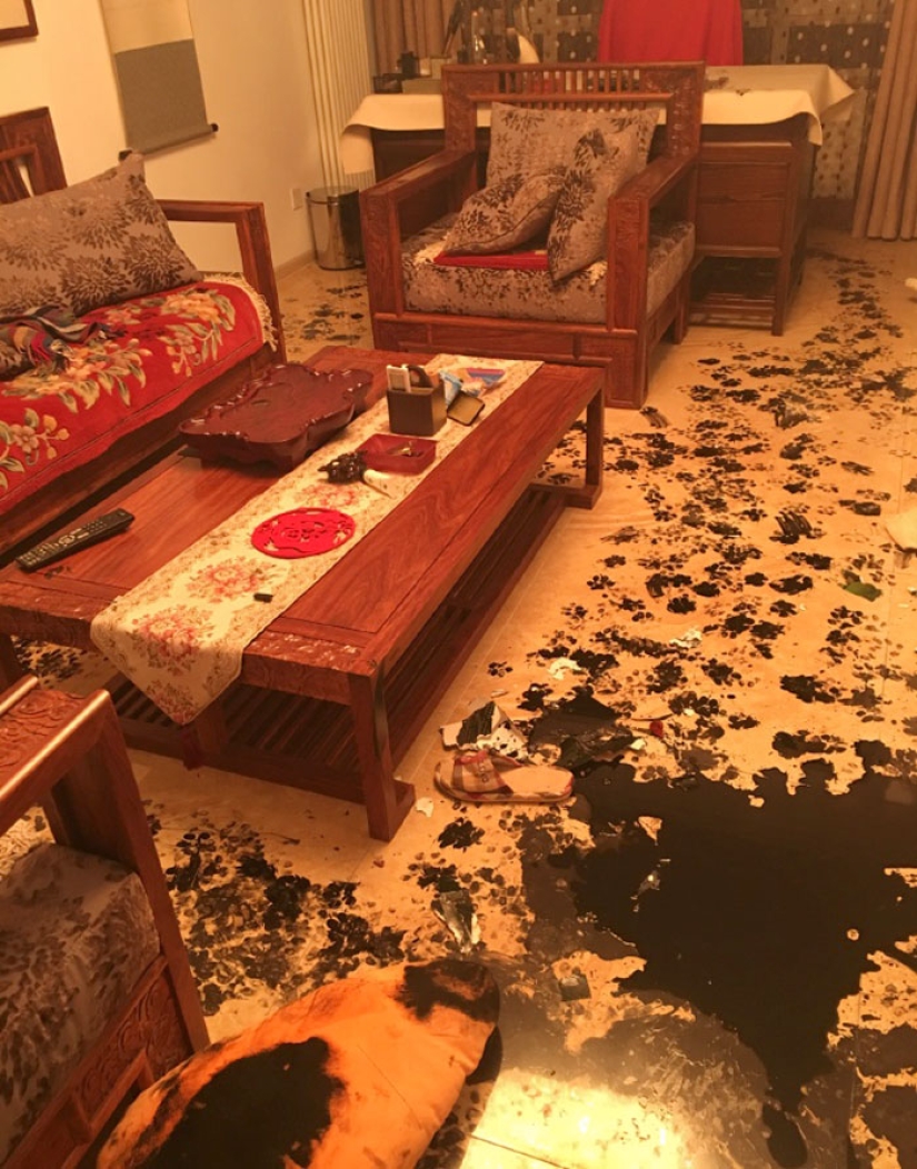 Husky se quedó solo durante tres horas, y eso es lo que le hizo a la casa