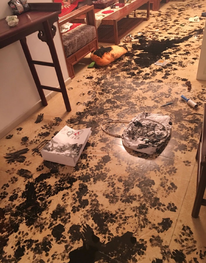 Husky se quedó solo durante tres horas, y eso es lo que le hizo a la casa