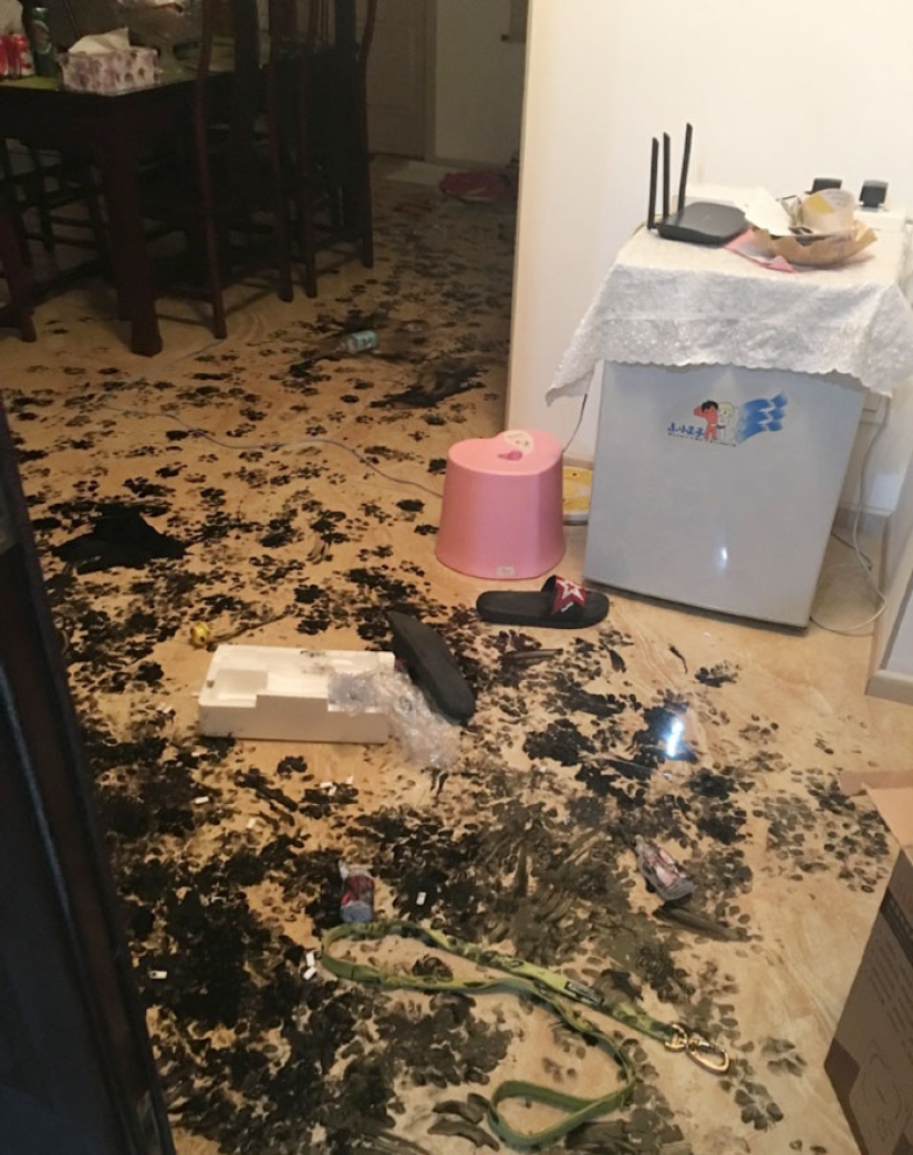 Husky se quedó solo durante tres horas, y eso es lo que le hizo a la casa