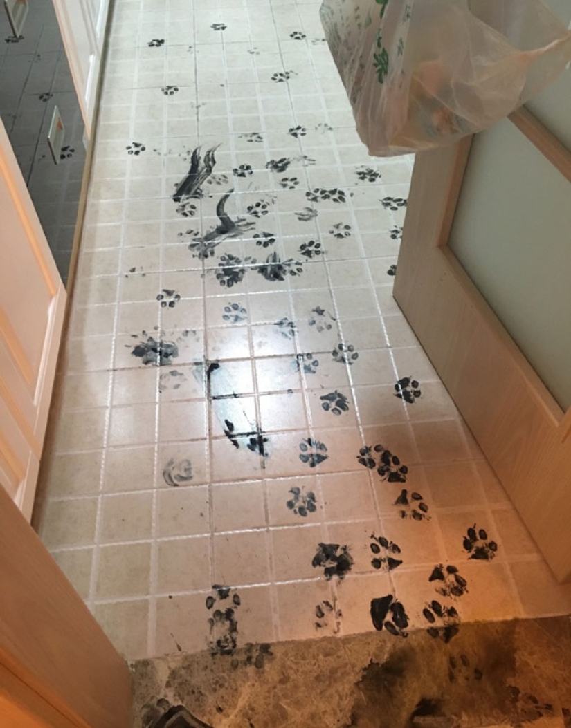 Husky se quedó solo durante tres horas, y eso es lo que le hizo a la casa