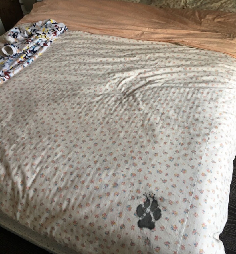Husky se quedó solo durante tres horas, y eso es lo que le hizo a la casa