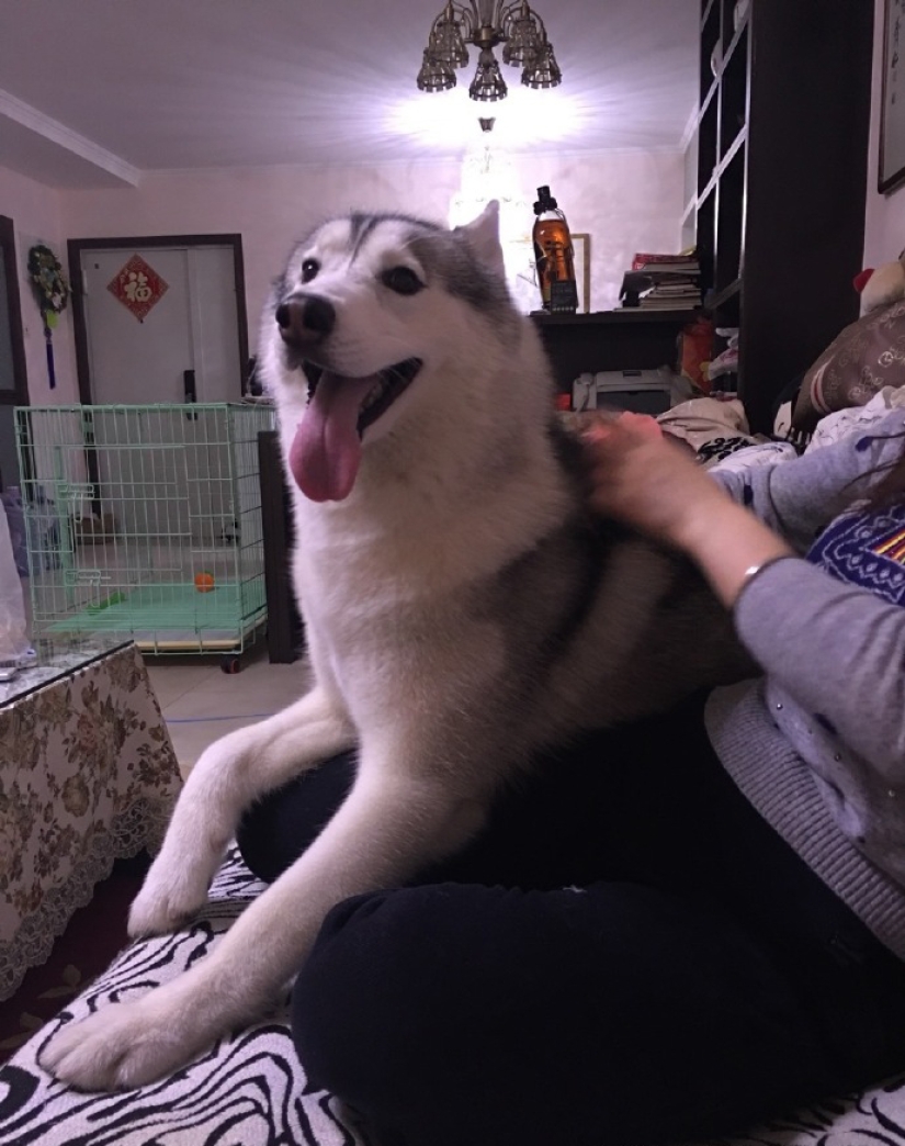 Husky se quedó solo durante tres horas, y eso es lo que le hizo a la casa