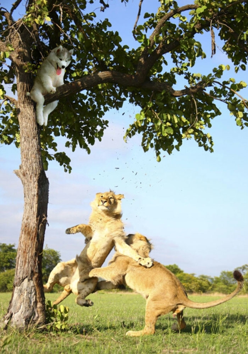 Husky stuck on a coconut tree has become a popular hero of the Internet