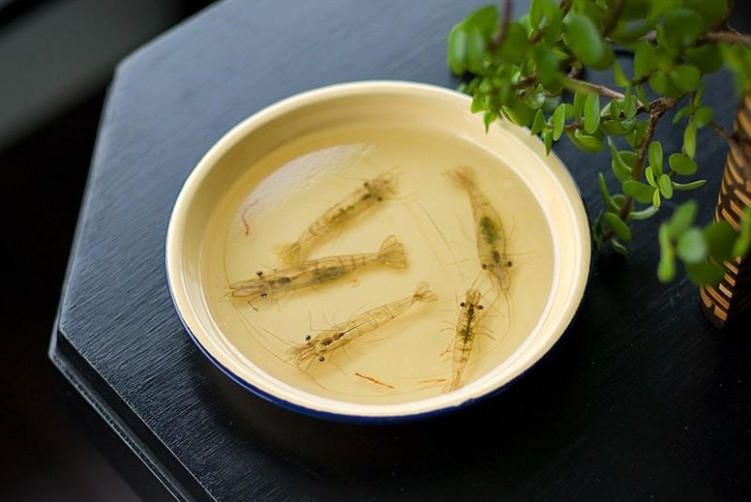 Hyper-realistic animals made of acrylic and resin Hyper-realistic animals made of acrylic and resin