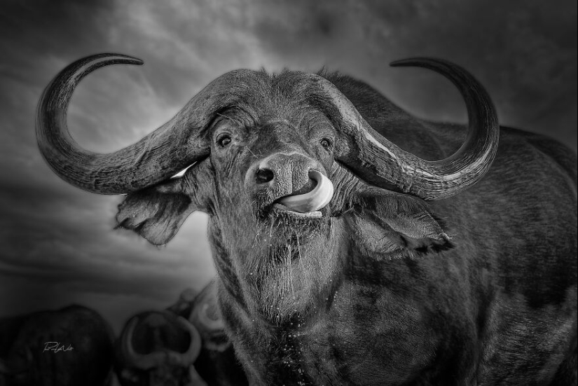 I Am A Photographer Passionate About Wildlife, Nature, And Conservation: Here Are My Best 8 Photos (Part2)