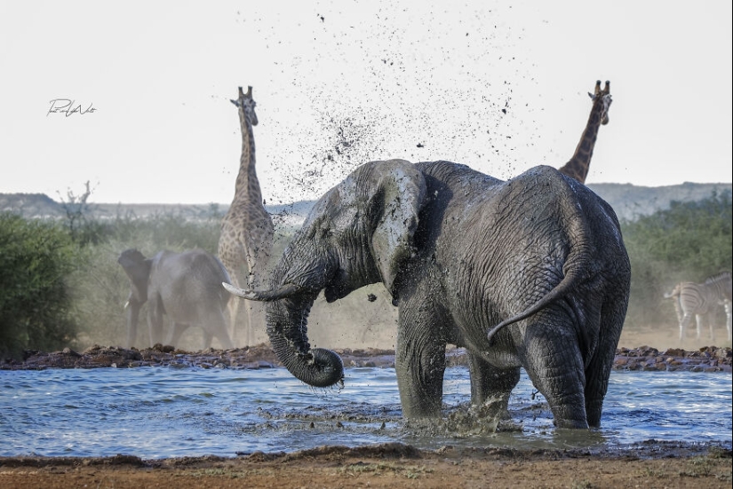I Am A Photographer Passionate About Wildlife, Nature, And Conservation: Here Are My Best 8 Photos (Part2)