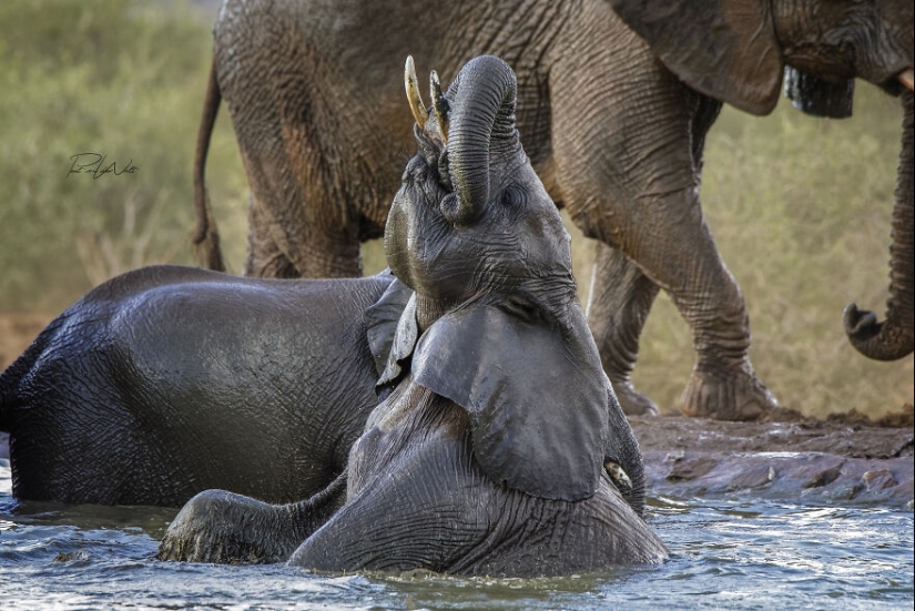 I Am A Photographer Passionate About Wildlife, Nature, And Conservation: Here Are My Best 15 Photos