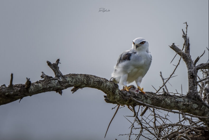 I Am A Photographer Passionate About Wildlife, Nature, And Conservation: Here Are My Best 15 Photos