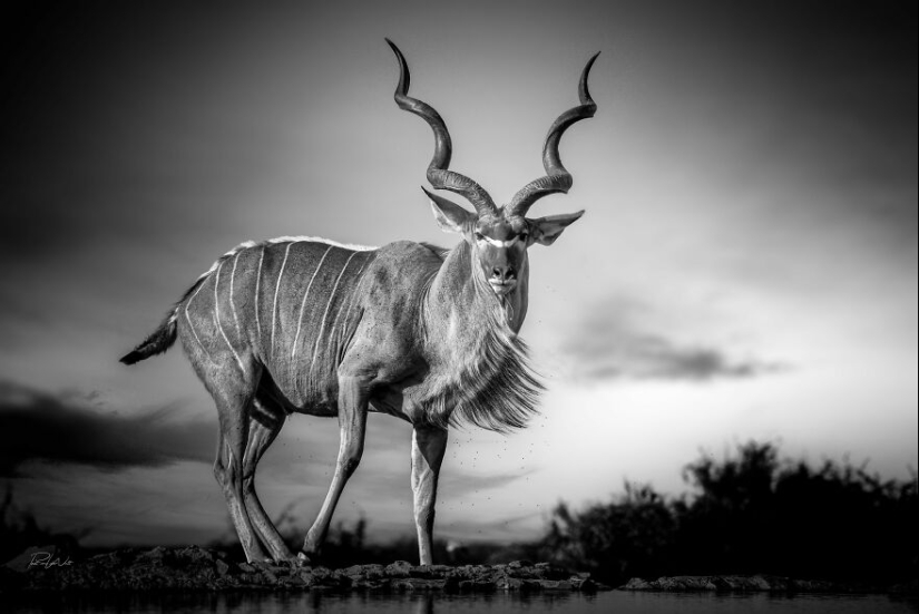 I Am A Photographer Passionate About Wildlife, Nature, And Conservation: Here Are My Best 15 Photos