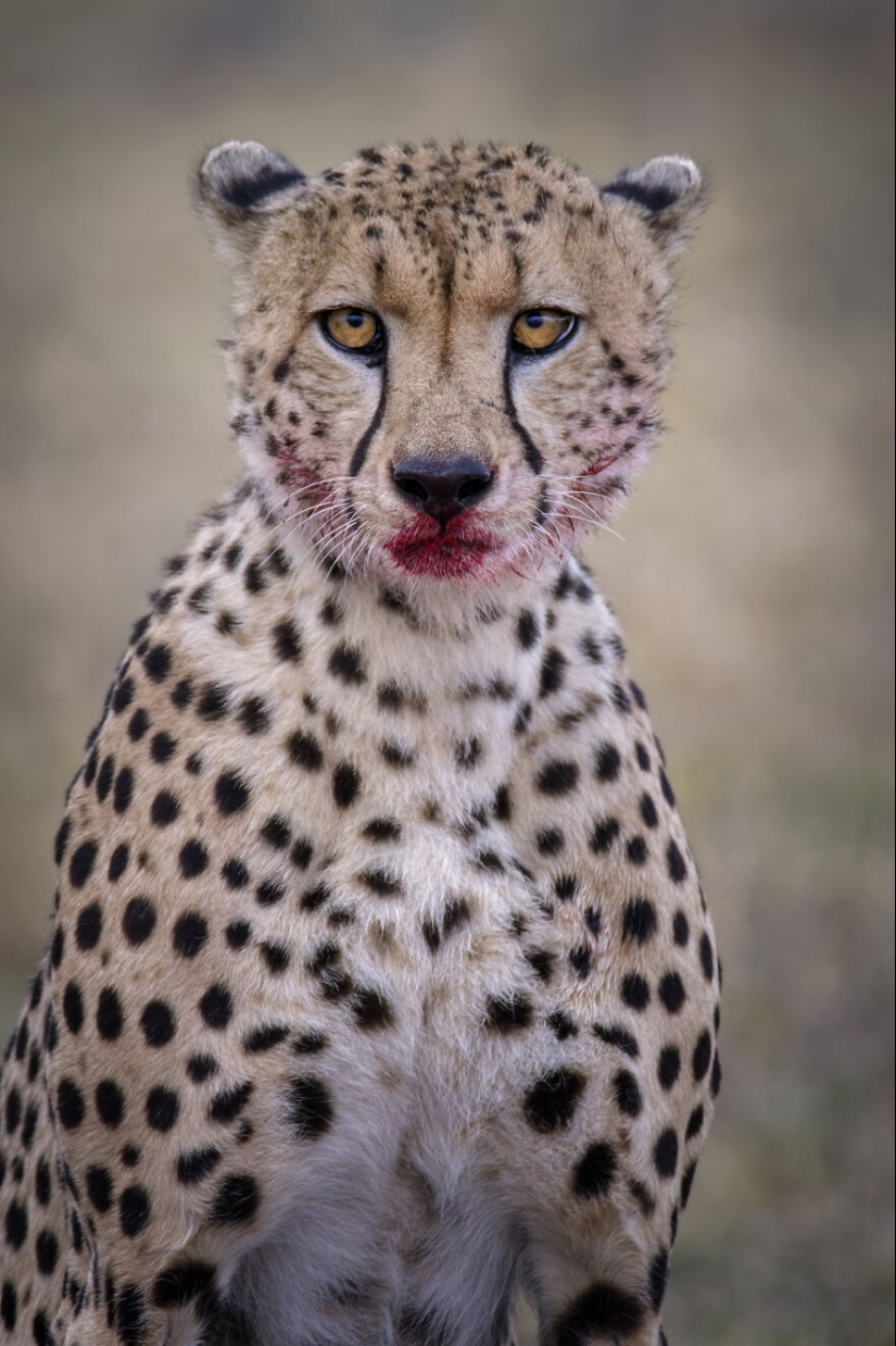 I Am A Photographer Passionate About Wildlife, Nature, And Conservation: Here Are My Best 15 Photos