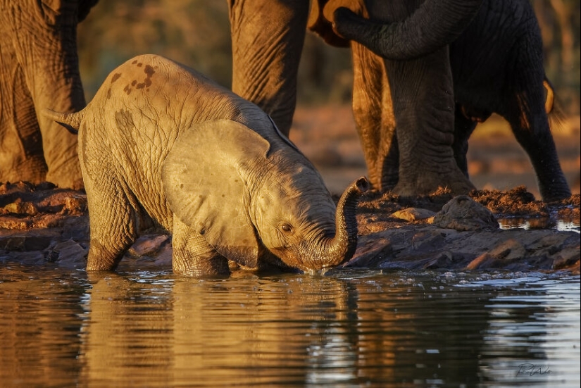I Am A Photographer Passionate About Wildlife, Nature, And Conservation: Here Are My Best 15 Photos