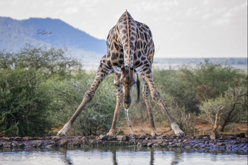 I Am A Photographer Passionate About Wildlife, Nature, And Conservation: Here Are My Best 8 Photos (Part2)