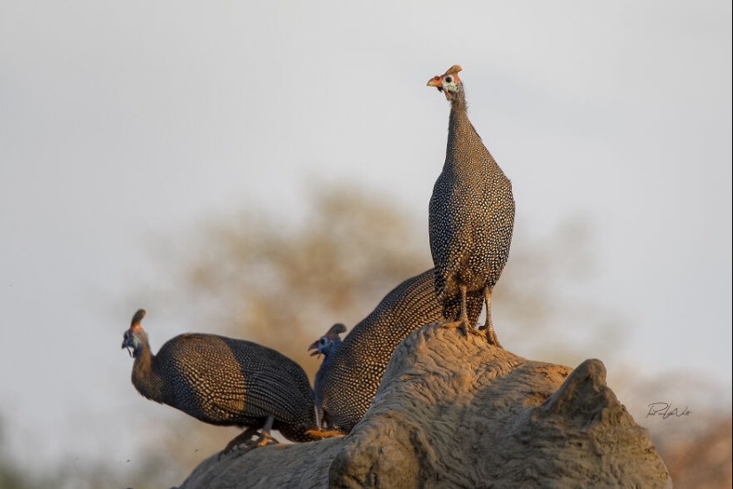 I Am A Photographer Passionate About Wildlife, Nature, And Conservation: Here Are My Best 8 Photos (Part2)