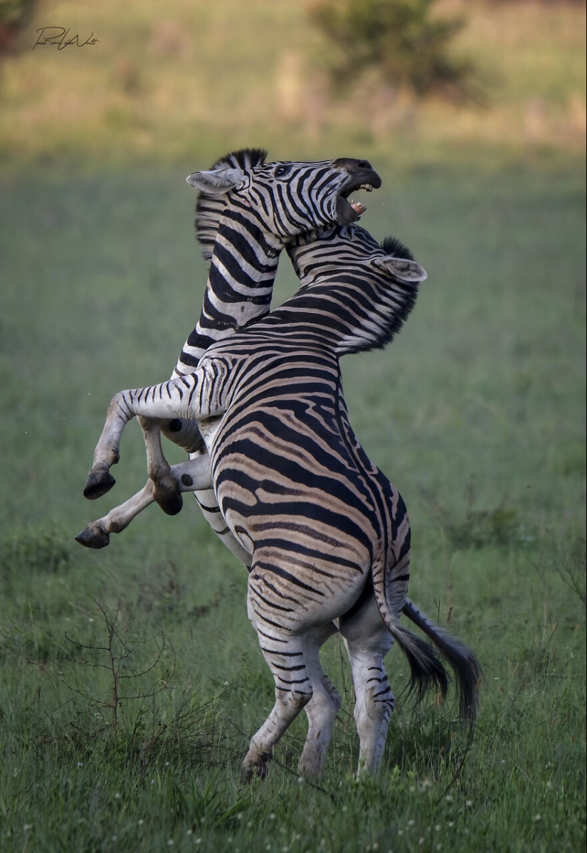 I Am A Photographer Passionate About Wildlife, Nature, And Conservation: Here Are My Best 8 Photos (Part2)