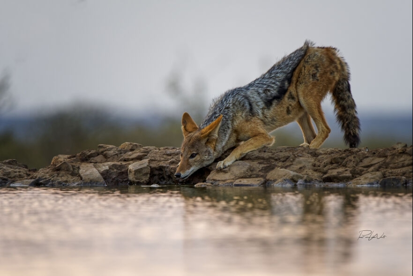 I Am A Photographer Passionate About Wildlife, Nature, And Conservation: Here Are My Best 8 Photos (Part2)