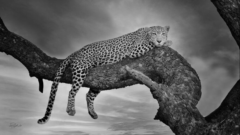 I Am A Photographer Passionate About Wildlife, Nature, And Conservation: Here Are My Best 15 Photos