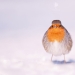 I Managed To Capture 16 Magical Moments Of Birds In Nature I Managed To Capture 16 Magical Moments Of Birds In Nature
