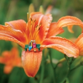 I Spent A Year Photographing The Tiny Residents Of Our Vegetable Farm, And Here Are The Best 10 Photos