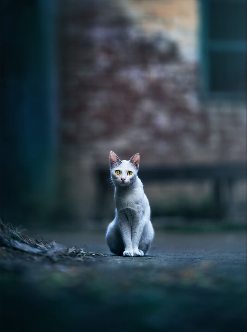 I Took Pictures Of Urban Wildlife, Here Are 10 Of Them