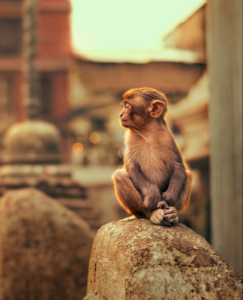 I Took Pictures Of Urban Wildlife, Here Are 10 Of Them