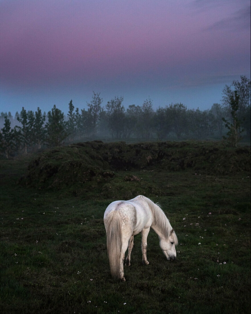 I Took Pictures Of Beautiful Horses In Breathtaking Icelandic Landscapes, And Here Are 12 Of Them (Part2)