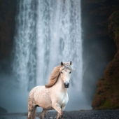 I Took Pictures Of Beautiful Horses In Breathtaking Icelandic Landscapes, And Here Are 12 Of Them (Part2) I Took Pictures Of Beautiful Horses In Breathtaking Icelandic Landscapes, And Here Are 12 Of Them (Part2)