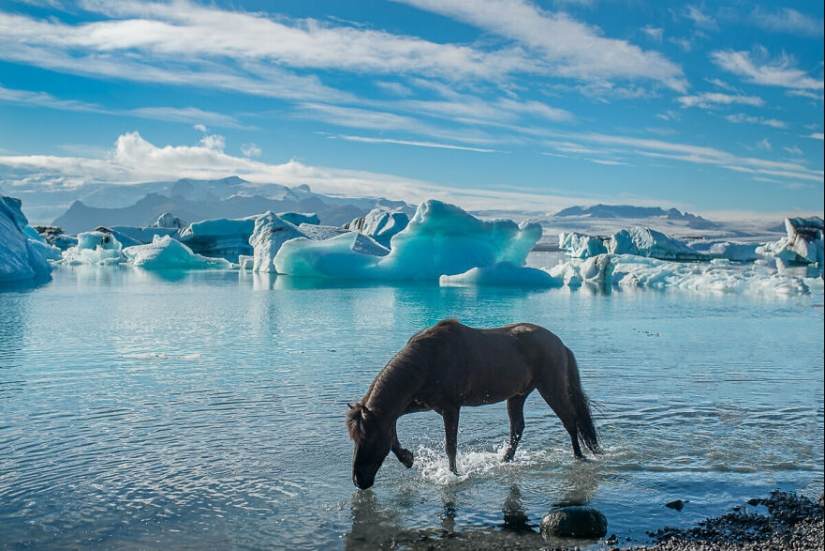 I Took Pictures Of Beautiful Horses In Breathtaking Icelandic Landscapes, And Here Are 12 Of Them (Part2)