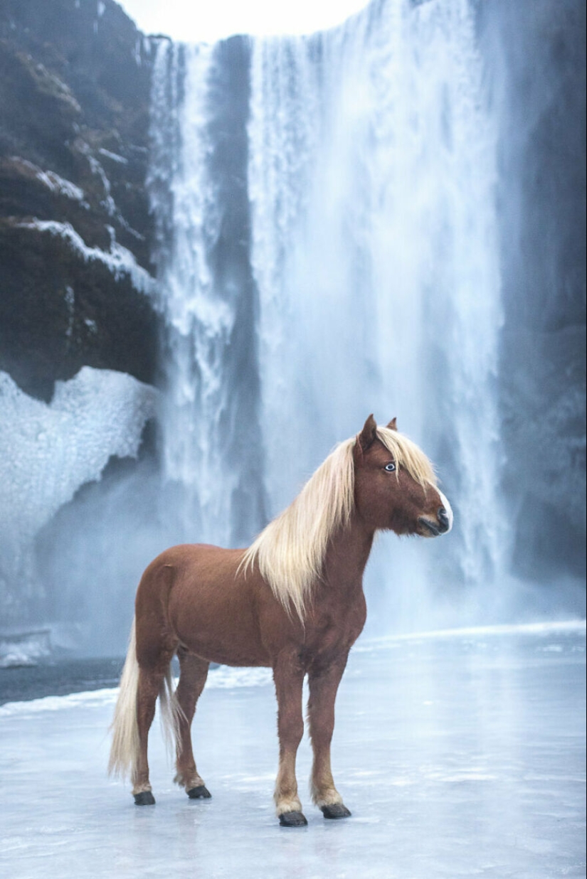 I Took Pictures Of Beautiful Horses In Breathtaking Icelandic Landscapes, And Here Are 12 Of Them (Part2)