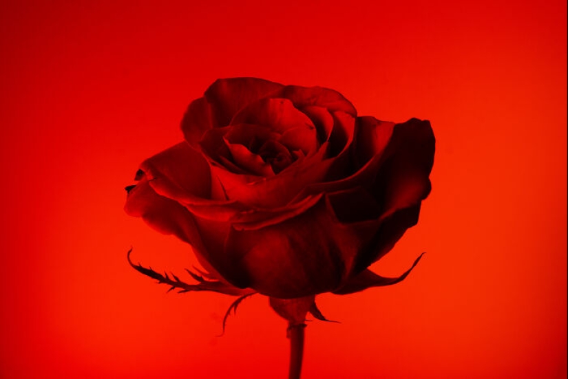 I Used Controversial Videos To Light These Unique Pictures Of Flowers