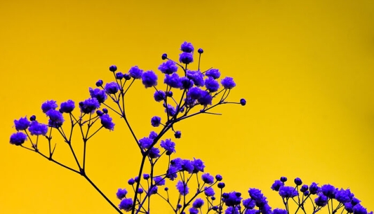 I Used Controversial Videos To Light These Unique Pictures Of Flowers I Used Controversial Videos To Light These Unique Pictures Of Flowers