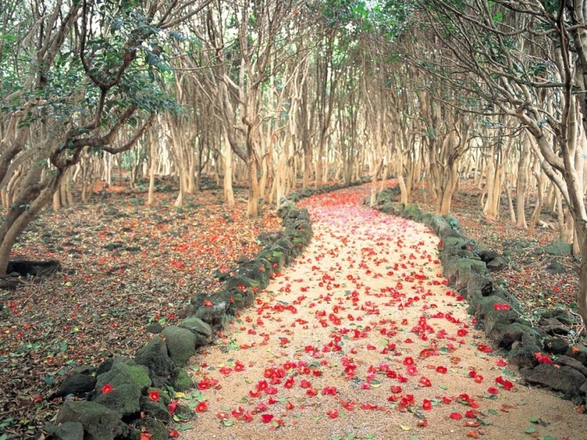 I want to go to Japan